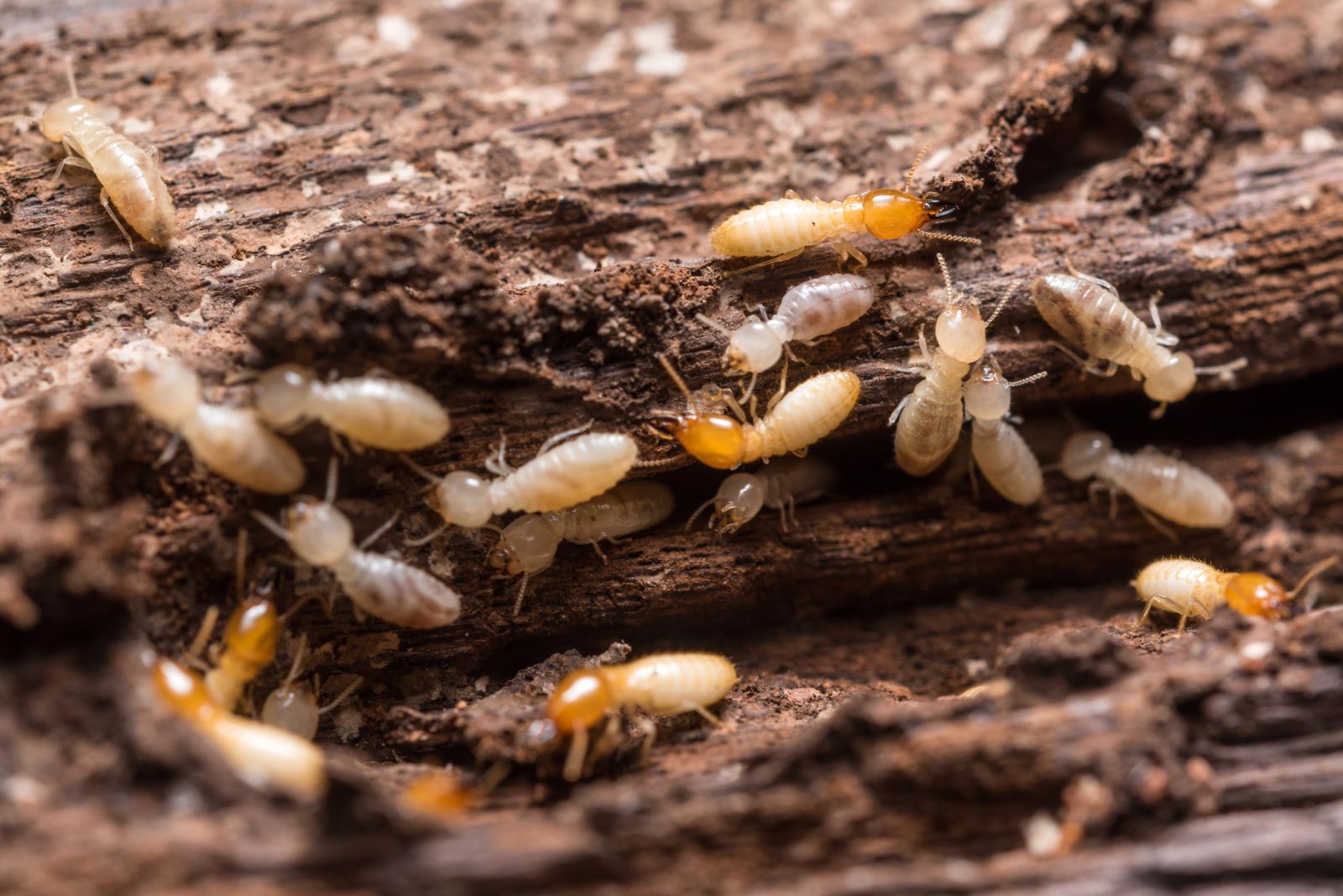 Le diagnostic termites renseigne sur la présence éventuelle de termites dans un bien à vendre 